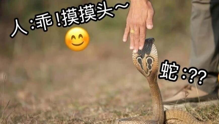 新澳门开彩管家婆最准一肖一码必中一肖,98元包教会用离奇故事起号,最新正品解答落实_移动版V5.20